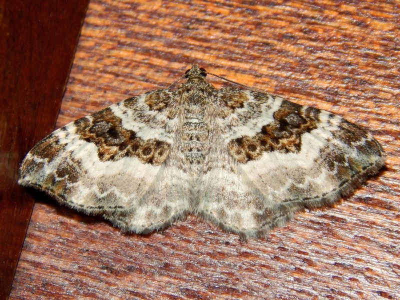 Epirrhoe alternata Geometridae Larentiinae